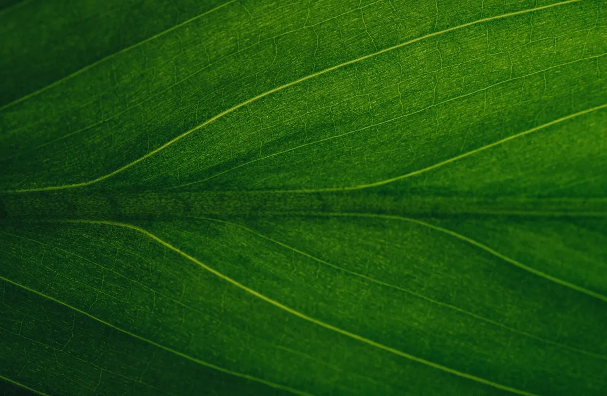 Essential Energy — Web Design & Development